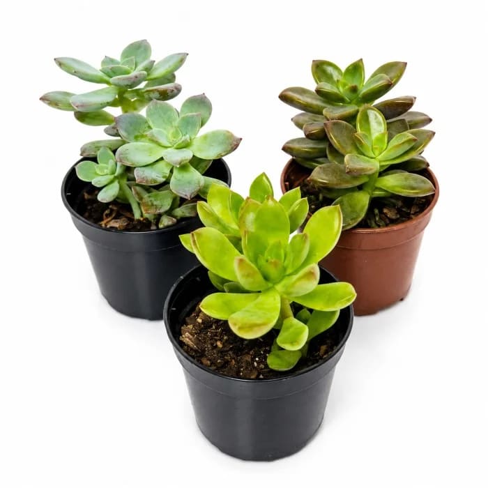 Vaso de Suculenta Mini (Unidade)