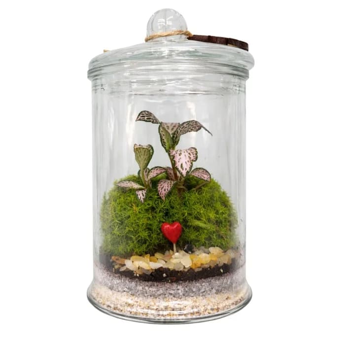 Terrário 14cm (quatorze centímetros) com Coração