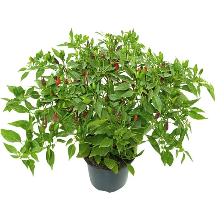Vaso de Pimenta Ornamental Natural