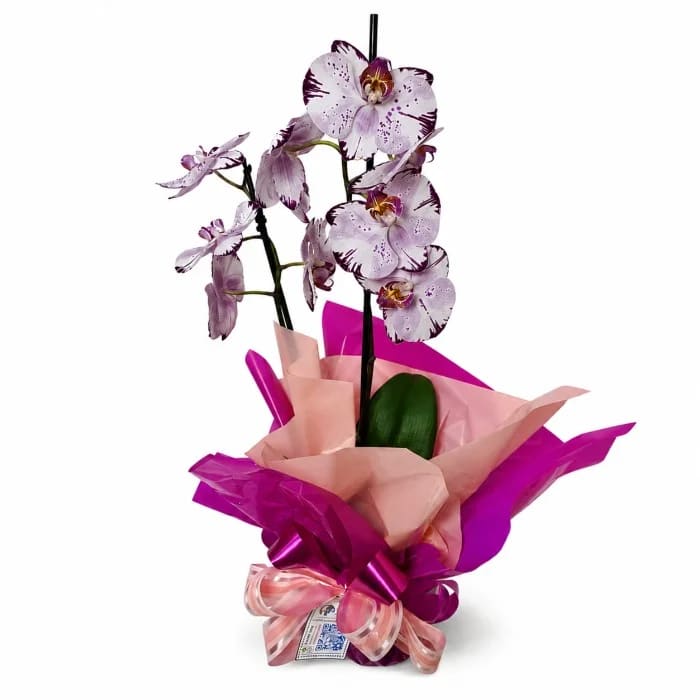 Vaso de Orquídea Phalaenopsis 2 Hastes em Vaso Decorado