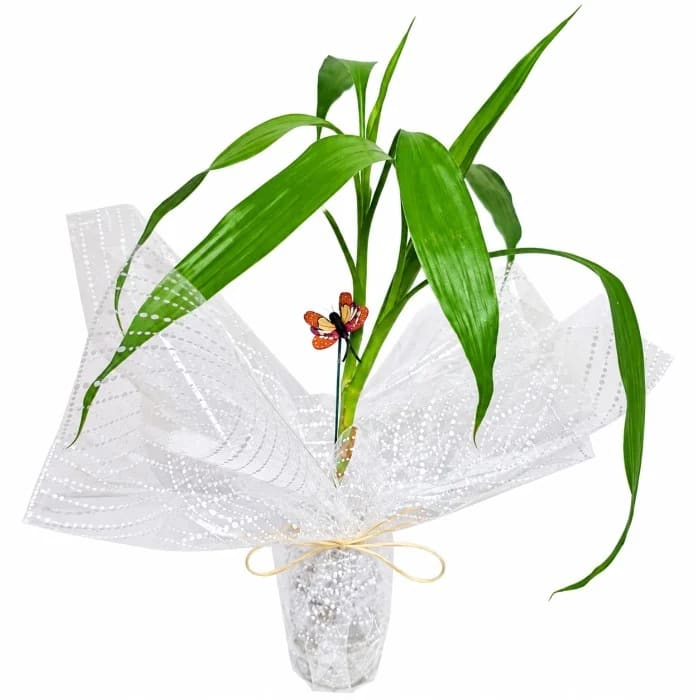 Dracena (Bambu da Sorte) com Borboleta Decorativa em Vaso de Vidro