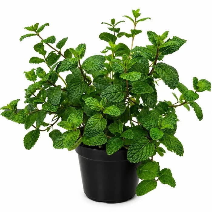 Vaso de Hortelã Natural para Temperos e Chás
