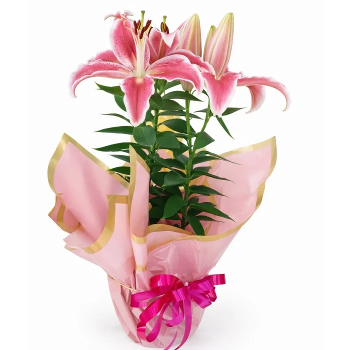 Vaso de Lírio Rosa em Vaso Decorado