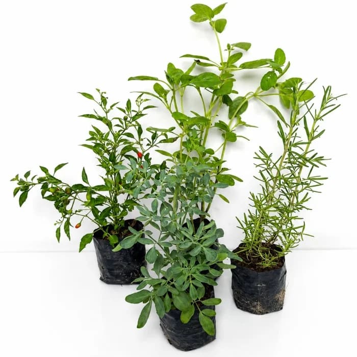 Vasos Plantados | Terrários - Mudinha